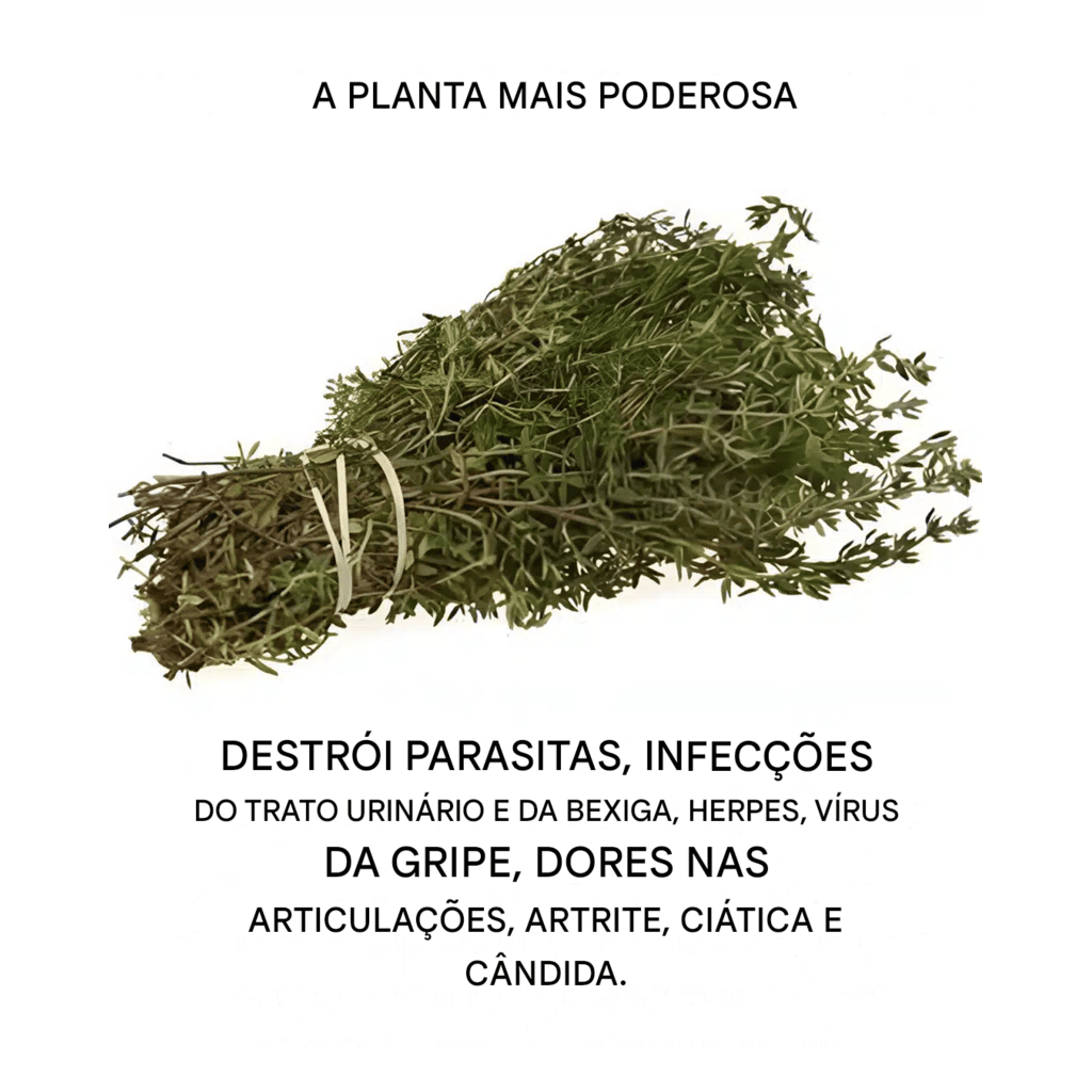 Esta planta vai além da cozinha e é uma das mais poderosas do mundo