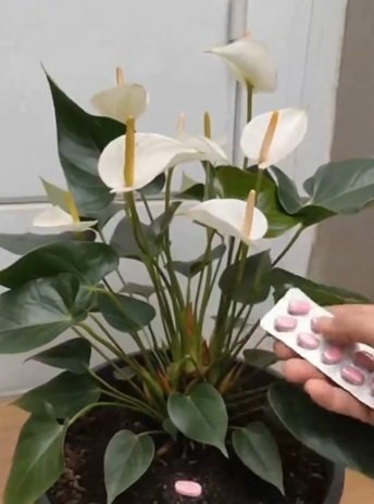 Pouquíssimas pessoas conhecem esse truque para fazer o antúrio florescer