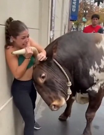 Turista encurralada por um touro… Segundos depois, a multidão está em choque