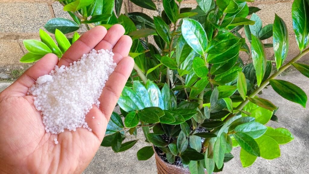 Só 1 colher faz explodir de crescer (qualquer planta feia) - Água na Boca